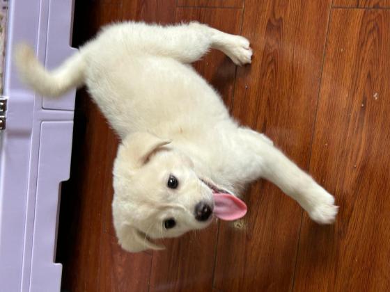 狗狗·柴犬拉布拉多串·东风