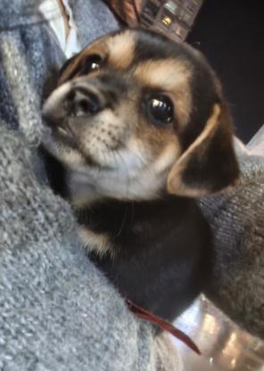 狗狗·中华田园犬·未取名