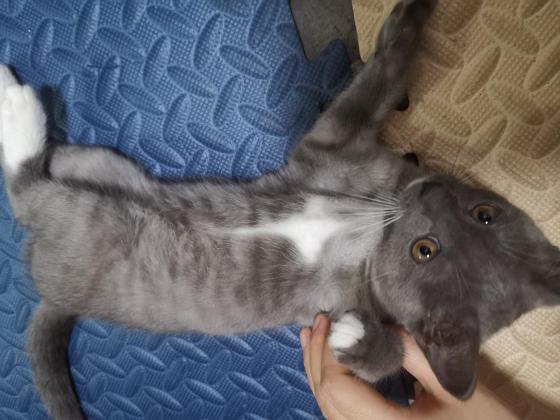 猫咪·蓝猫混狸花·miumiu