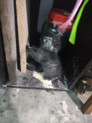 猫咪·中华田园猫·无