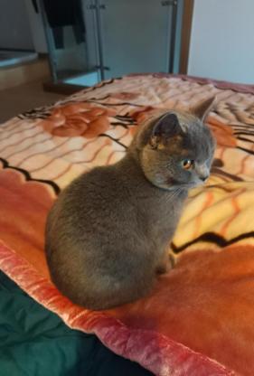 猫咪·英短蓝猫·啵妞