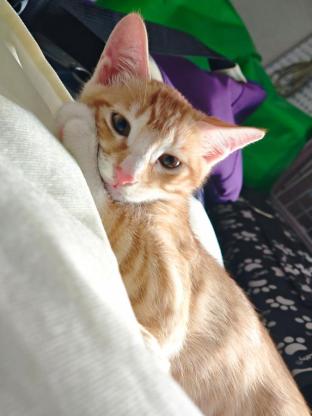 猫咪·田园橘白·当当