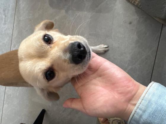 狗狗·中华田园犬·元宝