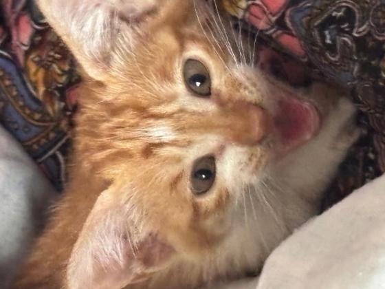 猫咪·田园猫·咪咪