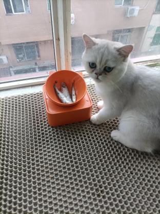 猫咪·银渐层·豆包