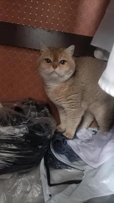 猫咪·金渐层·六六