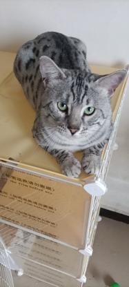 猫咪·美短·王子