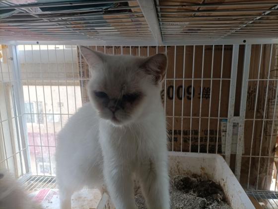 猫咪·银渐层·可可