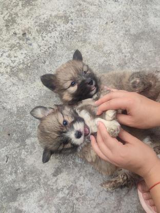 狗狗·柯基串雪纳瑞·柯基串雪纳瑞