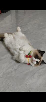 猫咪·布偶·无