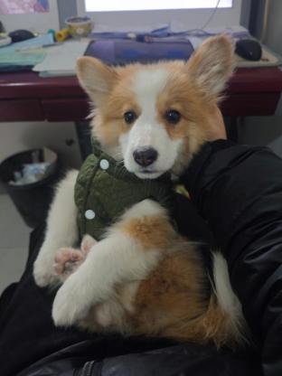 狗狗·柯基·老弟