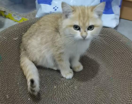 猫咪·金渐层·豆芽