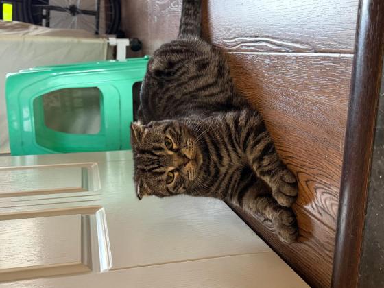 猫咪·美短·等你来取