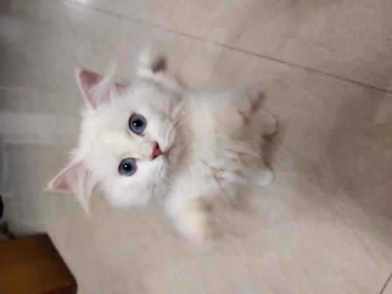 猫咪·经典拿破仑·螺丝