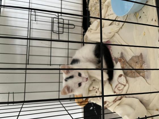 猫咪·中华田园猫·暂时无