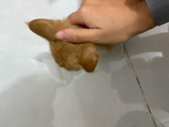 猫咪·田园猫·小黄