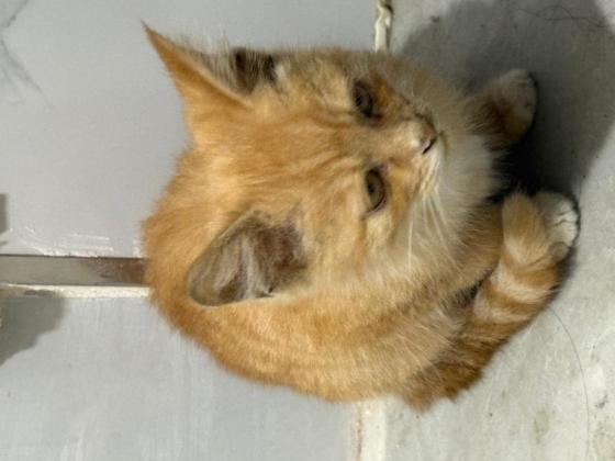 猫咪·田园猫·小橘