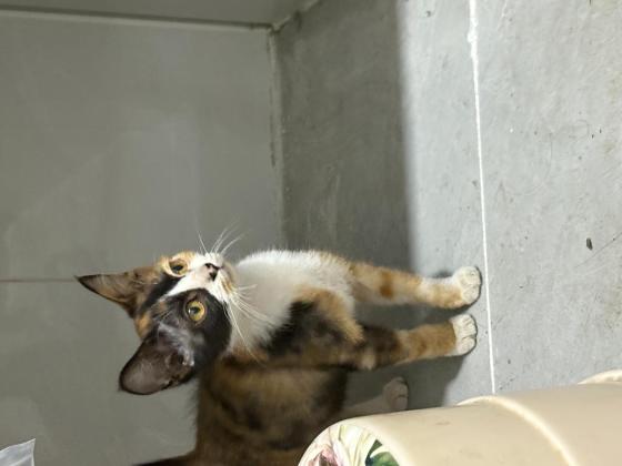 猫咪·田园猫·花花
