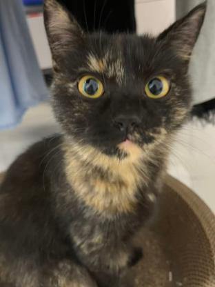 猫咪·三花·煤球