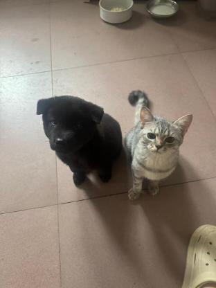 猫咪·虎斑·咪咪