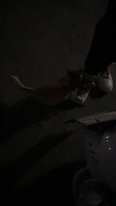 猫咪·橘猫·橘猫