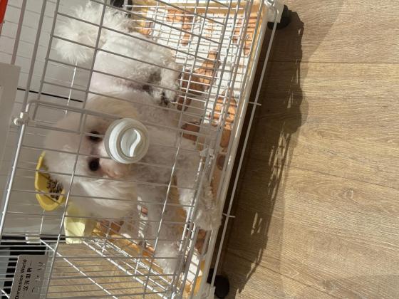 狗狗·比熊·沫沫