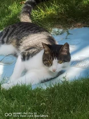 猫咪·狸花·投喂的流浪猫