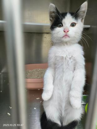 猫咪·奶牛·等您来赐名