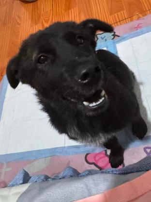 狗狗·中华田园犬·酸菜