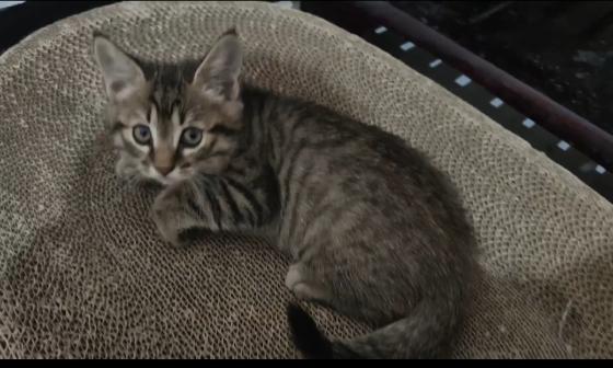 猫咪·串串·元宝