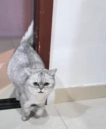 猫咪·银渐层·咪咪