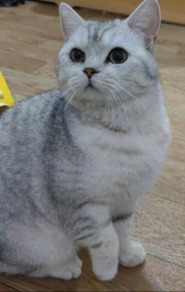 猫咪·银渐层·咪咪