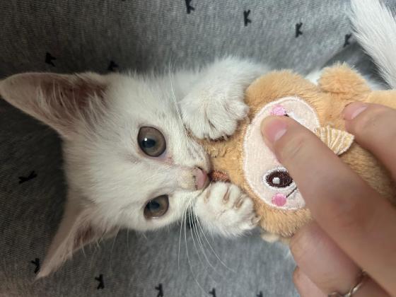 猫咪·土猫·咪咪