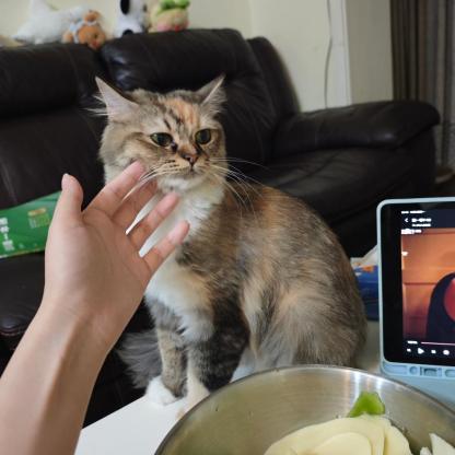 猫咪·中长毛玳瑁·小米