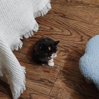 猫咪·玳瑁·未取名