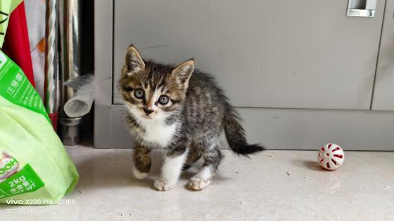 猫咪·狸花·小狸花