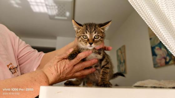 猫咪·田园猫·小雀猫