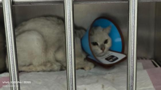 猫咪·银渐层·乐乐