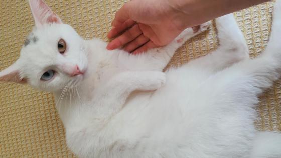 猫咪·中华田园猫异瞳·雪糕