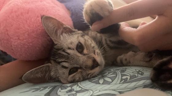 猫咪·狸花猫·小老虎