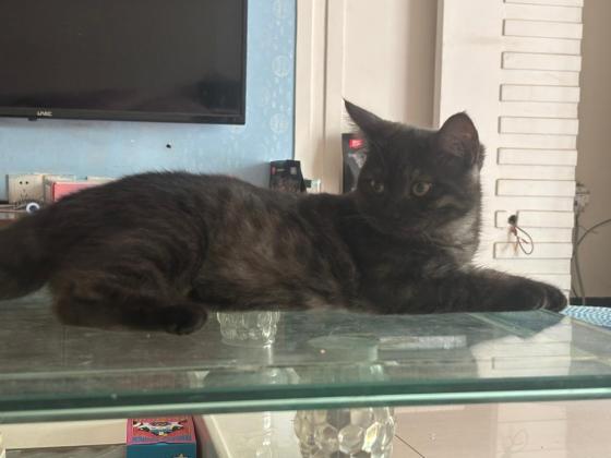 猫咪·玄猫·张静仪