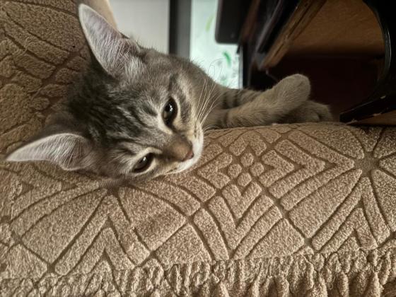 猫咪·美短混狸花·文俊灰