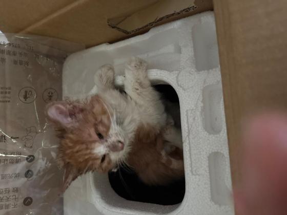 猫咪·长毛橘猫·咪咪