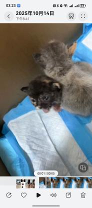 猫咪·玳瑁串·未知