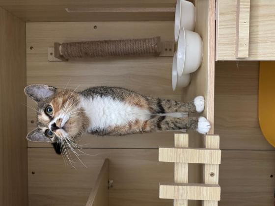 猫咪·三花·花卷（暂时取名）