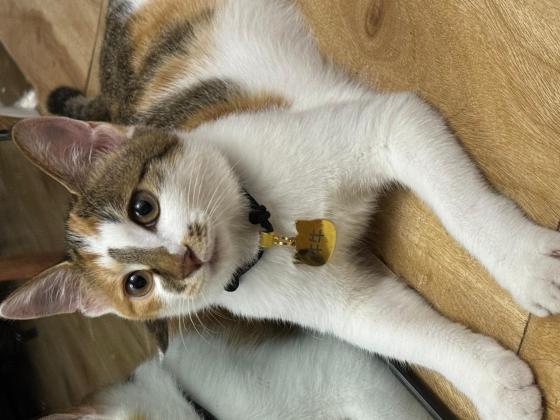 猫咪·三花彩狸·牛牛