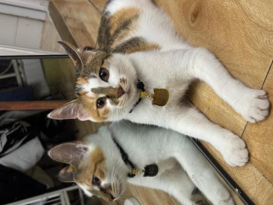 猫咪·三花·牛牛