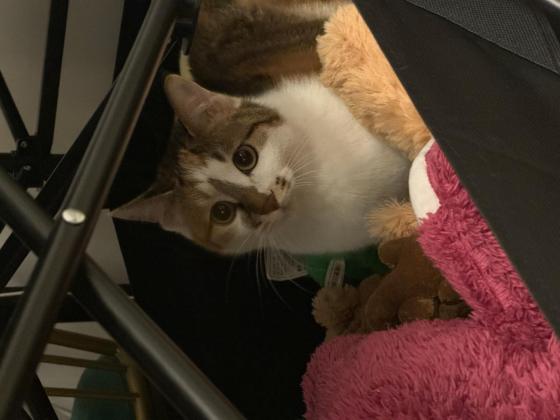 猫咪·三花彩狸·牛牛