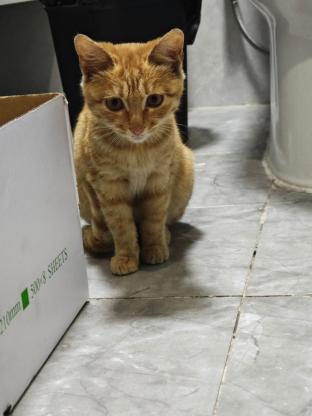 猫咪·橘猫·来财