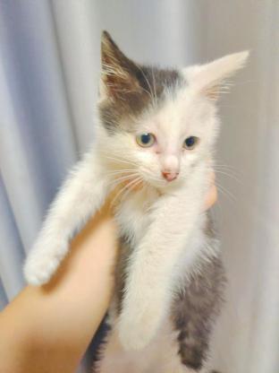 猫咪·奶牛猫·还未取名